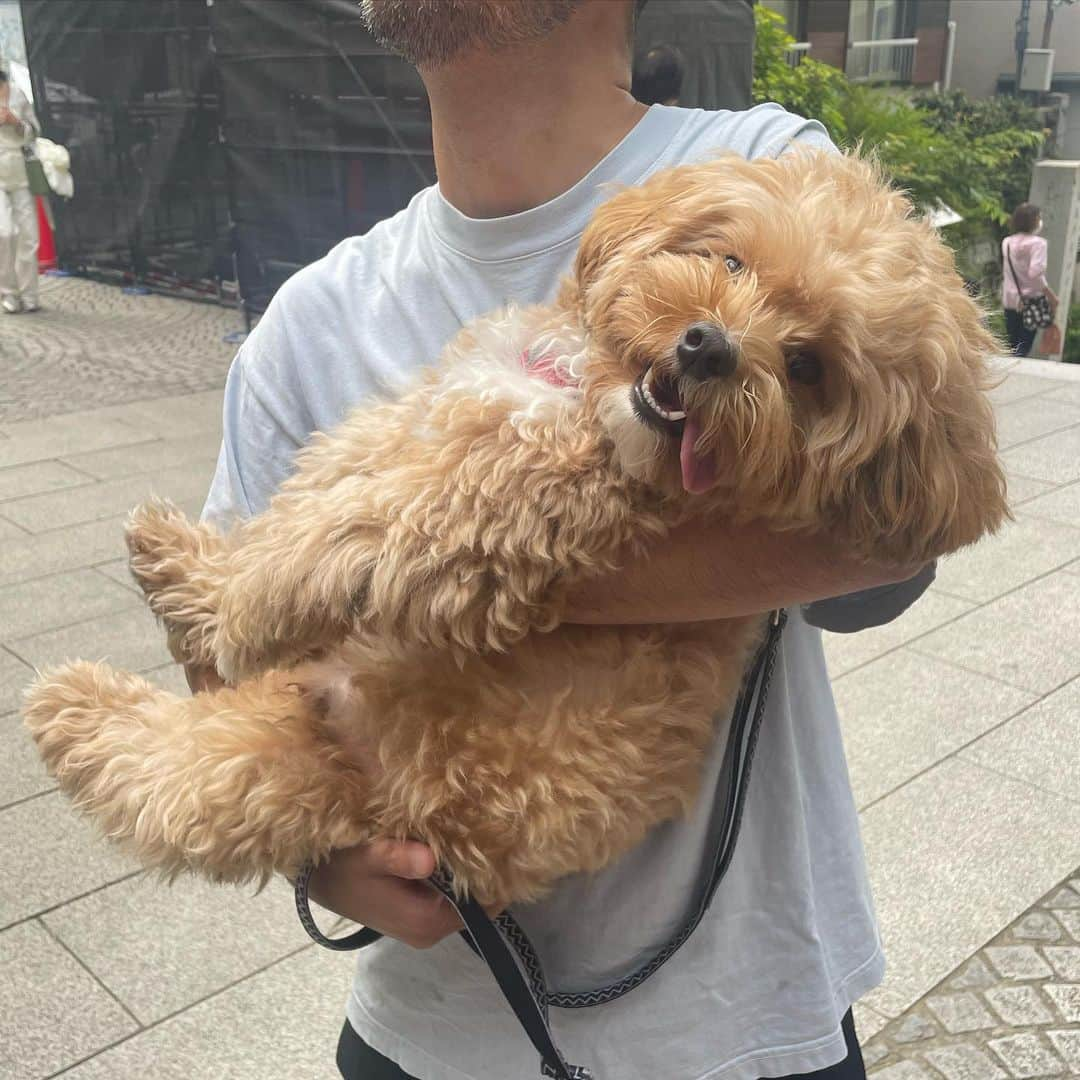 夏目花実さんのインスタグラム写真 - (夏目花実Instagram)「ふらっと江ノ島へおでかけ！ 何年も使い続けてるガチ眼鏡で もうあんま見えない  愛するぷんたのアカウント　@punta531   #臨月　#臨月妊婦　#妊婦 #犬　#ペキプー　#江ノ島」5月25日 22時36分 - natsume_hanami