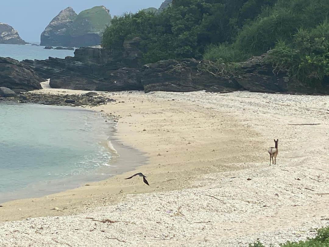 ヒガリノさんのインスタグラム写真 - (ヒガリノInstagram)「__  📍阿嘉島  阿嘉島では島内の至る所で 天然記念物のケラマジカに会えるの！ 人懐っこくて近くまで行っても 全然逃げない！！！！！ そして何より 白い砂浜を歩く鹿を初めて見たときは すごく大興奮したっ🥺🥺❤️ (写真3枚目)  つぶらな瞳でお顔も可愛いし 白いハート型のお尻の模様もベリーキュート😮‍💨❤️  阿嘉島に是非会いに行ってね☺️  #ケラマジカ #天然記念物 #阿嘉島 #座間味村 #座間味村観光大使 #沖縄 #沖縄旅 #沖縄旅行 #沖縄観光 #島 #沖縄おすすめスポット #比嘉梨乃沖縄旅」5月25日 22時47分 - __higarino__