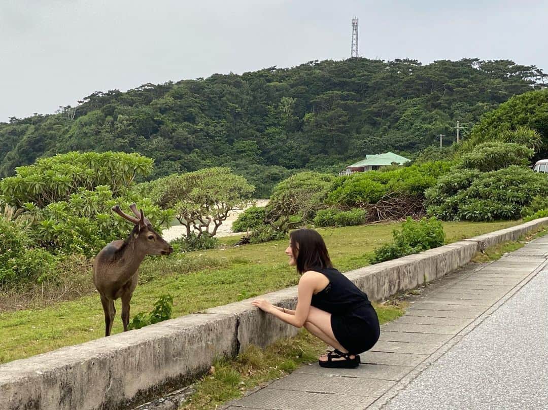 ヒガリノのインスタグラム：「__  📍阿嘉島  阿嘉島では島内の至る所で 天然記念物のケラマジカに会えるの！ 人懐っこくて近くまで行っても 全然逃げない！！！！！ そして何より 白い砂浜を歩く鹿を初めて見たときは すごく大興奮したっ🥺🥺❤️ (写真3枚目)  つぶらな瞳でお顔も可愛いし 白いハート型のお尻の模様もベリーキュート😮‍💨❤️  阿嘉島に是非会いに行ってね☺️  #ケラマジカ #天然記念物 #阿嘉島 #座間味村 #座間味村観光大使 #沖縄 #沖縄旅 #沖縄旅行 #沖縄観光 #島 #沖縄おすすめスポット #比嘉梨乃沖縄旅」