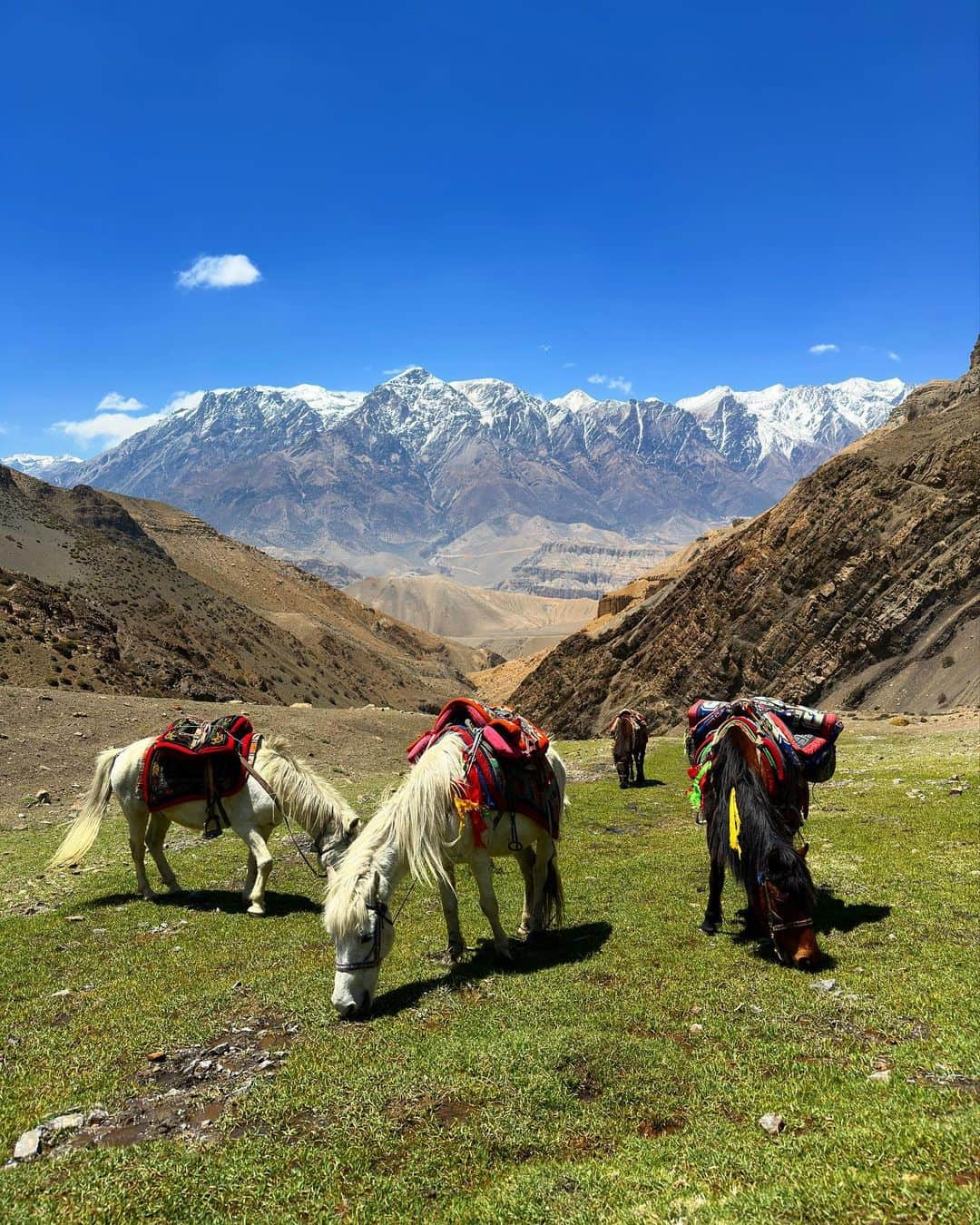 ミア・マエストロさんのインスタグラム写真 - (ミア・マエストロInstagram)「Nepal, you have my 🤍 It was hard to leave Kathmandu behind this morning after some unparalleled weeks in the Himalayas. Hard to put into words how much it meant to me arriving by horse to some of the most sacred places in the Buddhist Vajrayana tradition. Following the steps of Guru Rimpoche, who brought Buddhism to Tibet in the 8th century we rode our horses for 5 hours a day and hiked for about 3 with almost no hot water and seldom electricity. The land opens itslef in a different way when arriving by these soulful four legged creatures. We rode for 5 days to Lo Manthang the capital of Upper Mustang. This kingdom was just opened to the world in the 1990’s and it is a beacon of the Tibetan life and customs that have been so relentlessly contested and suppressed in other parts of the world. Grateful for everyone that hosted us and I got to share morning Tea with, to @ridingsafariclub & @ginevrarossini for putting together an epic group of humans who has become instant family and to the Spirits of this land for keeping us safe.」5月25日 23時09分 - miamaestro