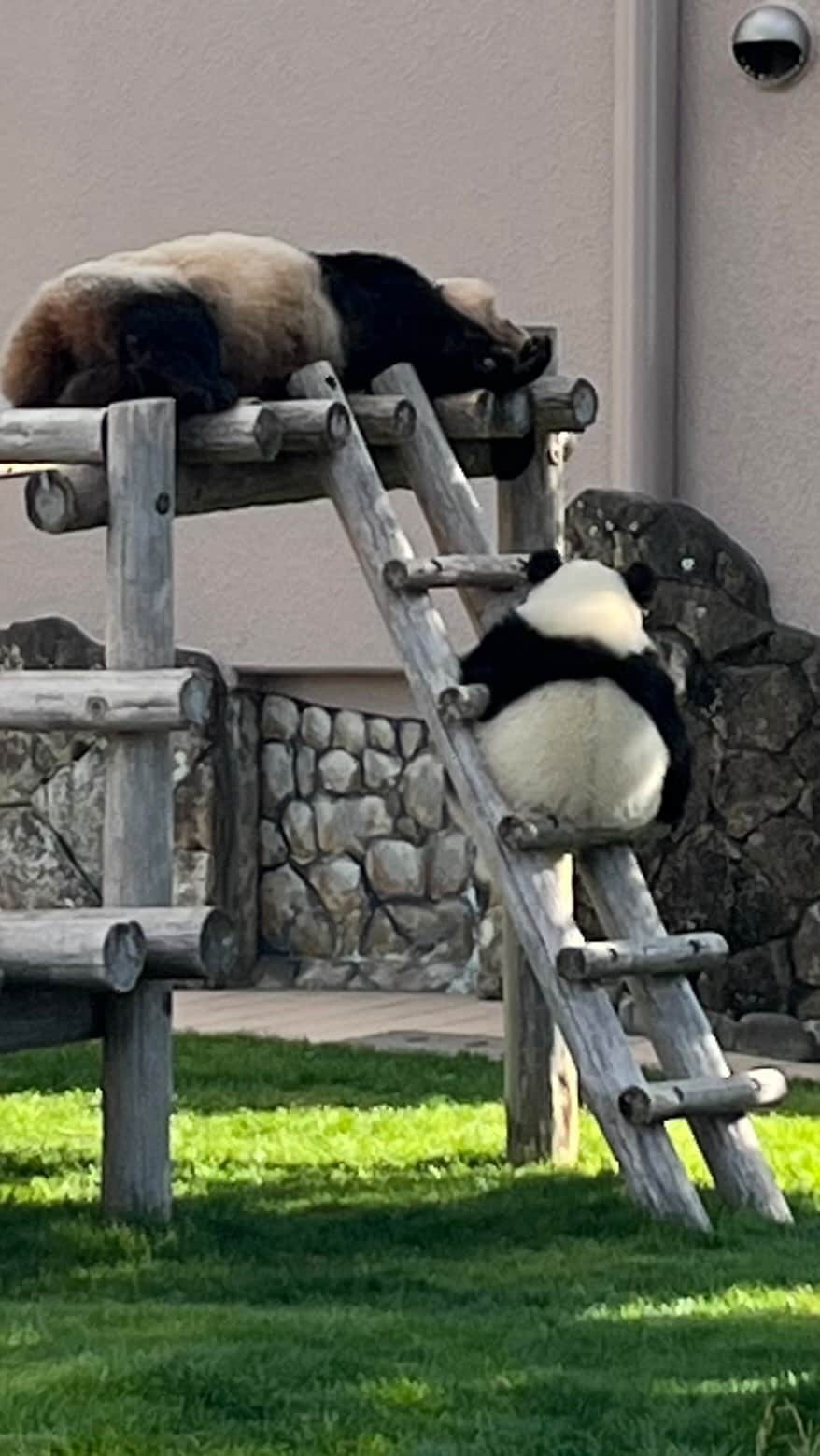 パンダ（白浜）のインスタグラム：「❤️❤️❤️ ⭐︎ #pandamental . #HELLOPANDABOOK  #cutepanda #funnypanda #panda #パンダ #pandababy #pandas #cute #animal #animals #zoo #baby #love #adventureworld #アドベンチャーワールド #動物 #動物園 #かわいい #あかちゃん #ベイビー」