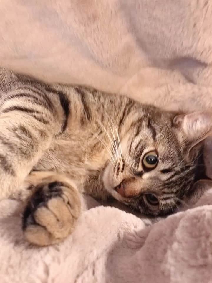 久保亜沙香のインスタグラム：「昨日は #保護猫の日  でもありました🐈‍⬛🐈 いつも仲良くいちゃいちゃしてるけど次の瞬間には殴り合いしてて面白い。 癒しをありがとう。 救った気になっていたけど、救われているのは私なのです。 #殺処分ゼロ」