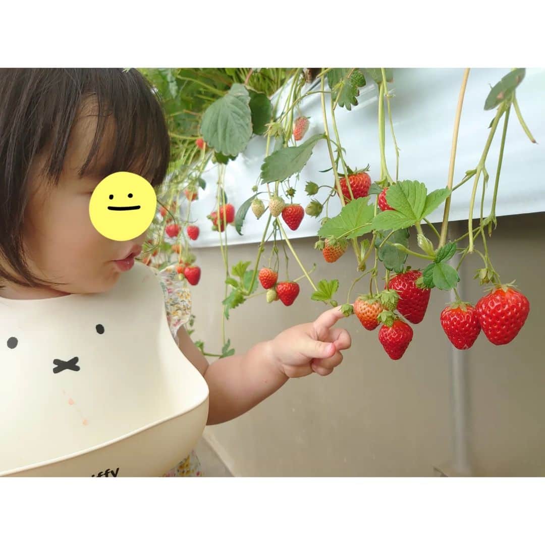 矢田部ゆかのインスタグラム：「横浜市内で 今シーズン最後のいちご狩り🍓  娘はいちごが大好きで 2-3月は毎日食べてたし、 最近はおままごとのいちごを食べるフリして「おいしぃねぇ〜😆」  なので見渡す限りのいちごに大興奮😂 大きいサイズも一口で頬張る🤣  いちご自体は大切にツンっと触ったり「パパとってー」と勝手にもぎ取ったりはしなかった😊💕  娘が一番多くて20個も食べてた😂 大満足だね👍」