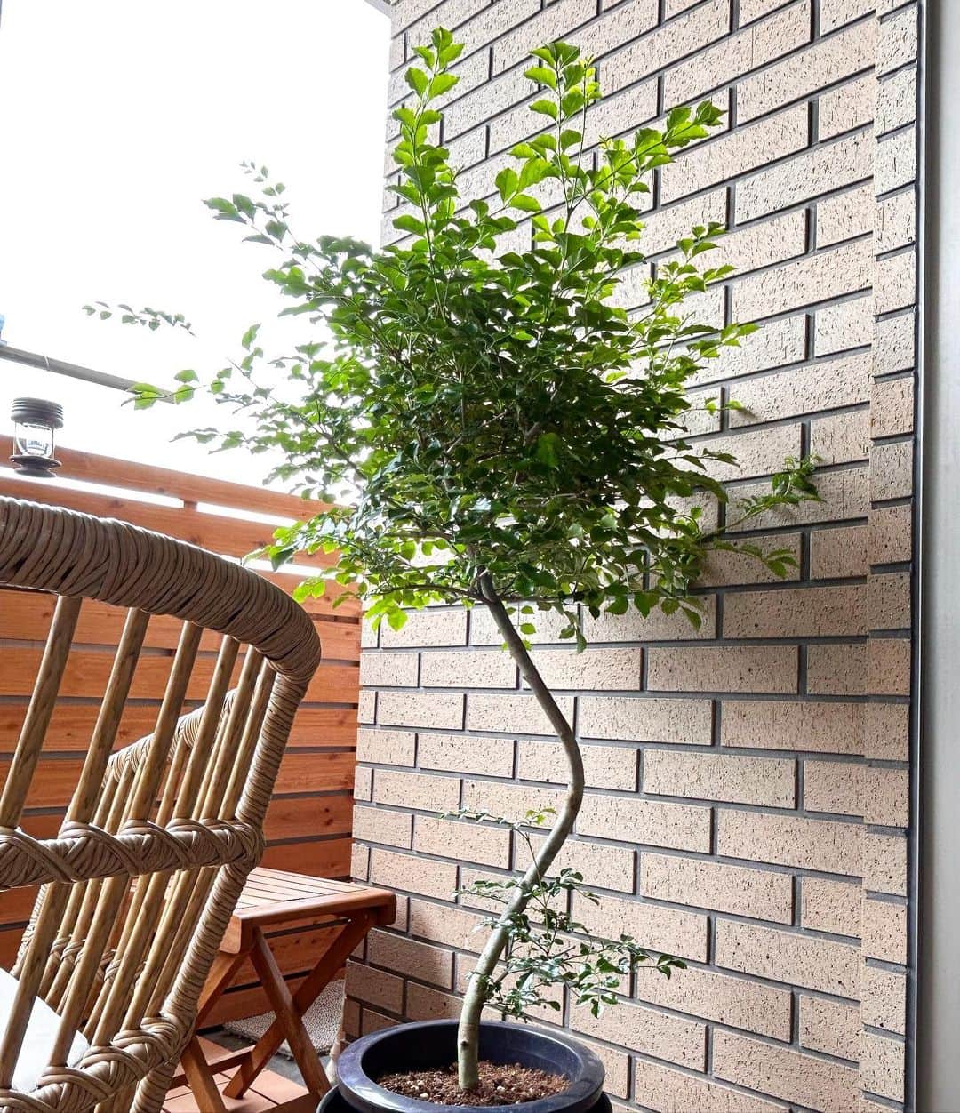 河中あいのインスタグラム：「ベランダに緑を🌿 夫の出張中にしれっと増やしてみました🙌 #ベランダ#バルコニスト #ベランダに緑」