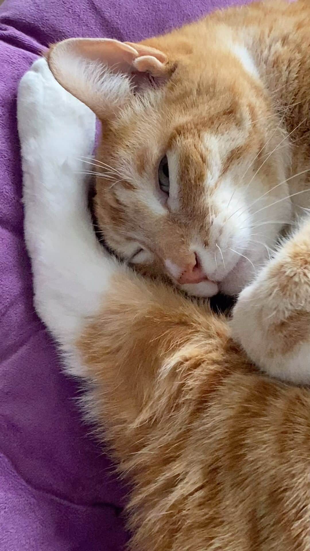 City the Kittyのインスタグラム：「Is it almost Caturday? 😺   #caturday #catvideo #cutecatvideos」