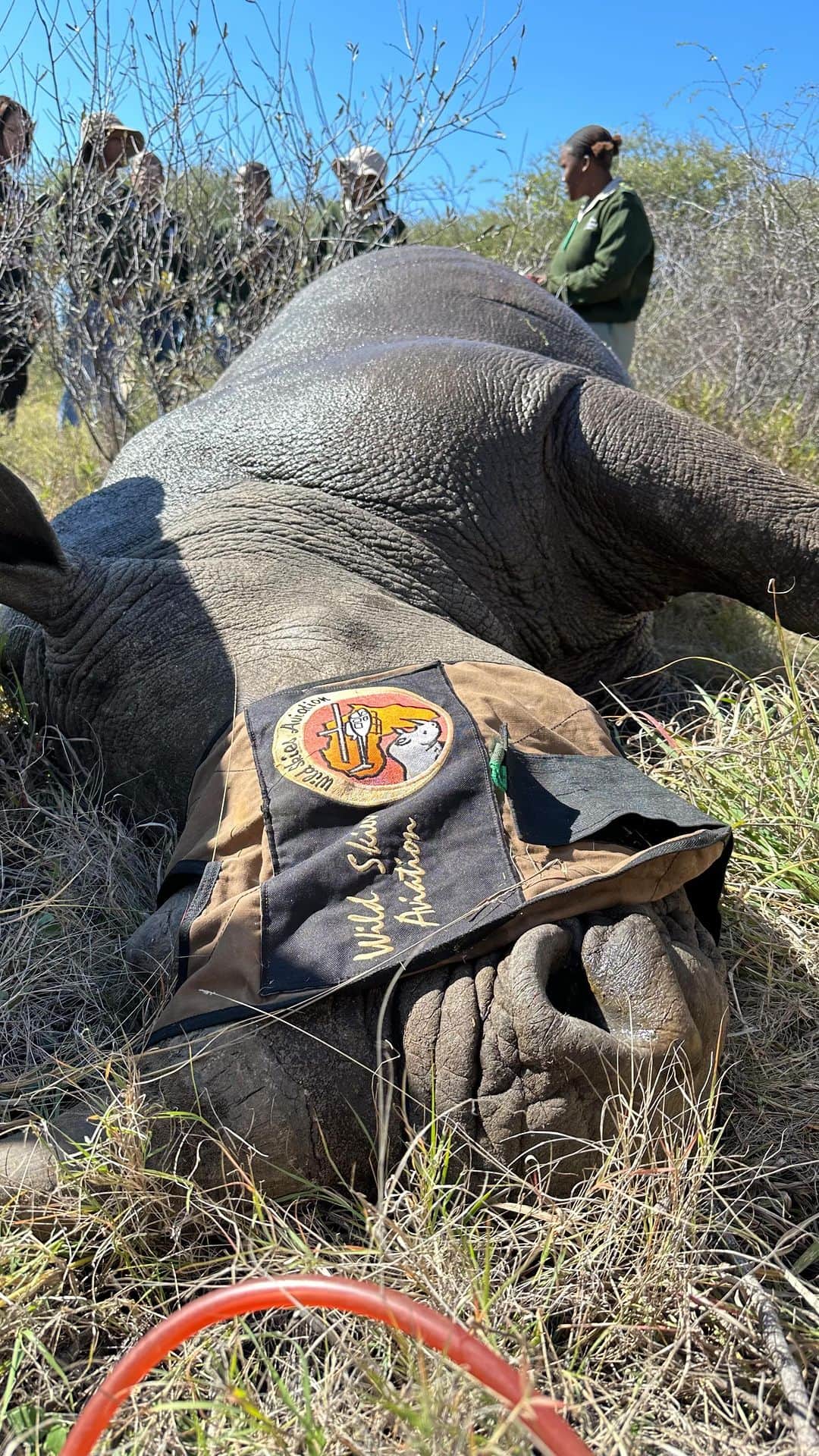 のインスタグラム：「Almost a year ago, Richard Burns and I, sat down to discuss how we could help raise funds for @dinokenggamereserve to horn implant 15 white rhino. We hatched a plan and via my foundation @kevinrichardsonfoundation and his company @wildskiesaviation we decided to have raffle, the prize being a trip of a life time to some lucky winner and their partner. At the time it seemed like a daunting challenge but we put it together and today we hosted the lucky winner Amanda Shine and her husband. To say they had the time of their lives is an understatement! For just $10 Amanda won an all expenses paid trip from the UK, with her husband, to witness conservation in action. The day started with an incredible helicopter scenic flight over the reserve to @mongenalodge (who graciously offered 3 nights stay as part of the prize 🙌🏼). Then onto the real conservation work of horn implanting 2 white rhino, so as to better protect them from unscrupulous poachers. With horn implants the rhino get to keep their horns and we are able to monitor them intensively as a result. The prize also consisted of a 2 night stay at the sanctuary, a tour of the sanctuary to meet all the world famous characters who inadvertently were the hero’s in raising the money for the rhinos. Who said that my captive lions don’t contribute to conservation? To date we have successfully managed to horn implant all 15 rhino we set out to do! A huge thanks to all who contributed to this ambitious project. Perhaps the next time my foundation runs a conservation raffle, you’ll enter. After all, even if you don’t win, your $10 will go a long way in helping us try protect the world’s natural heritage.  A special thanks to @wildskiesaviation for always selflessly giving of your time and resources to help save the animals 🙏🏼 #conservation #rhino #horn #helicopterride #rafflewinner #wildskies #kevinrichardsonfoundation #conservationinaction #」