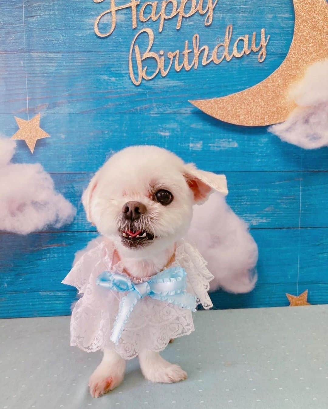 前園真聖さんのインスタグラム写真 - (前園真聖Instagram)「アンジェロ14歳のお誕生日を迎えました👏👏👏🥰 初めてのスカーフとサングラスもお似合いです😍 #アンジェロ #ミックス犬」5月26日 0時58分 - maezono_masakiyo