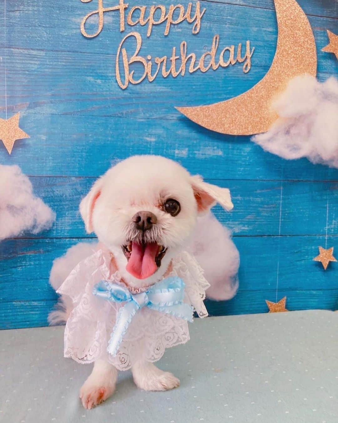 前園真聖さんのインスタグラム写真 - (前園真聖Instagram)「アンジェロ14歳のお誕生日を迎えました👏👏👏🥰 初めてのスカーフとサングラスもお似合いです😍 #アンジェロ #ミックス犬」5月26日 0時58分 - maezono_masakiyo