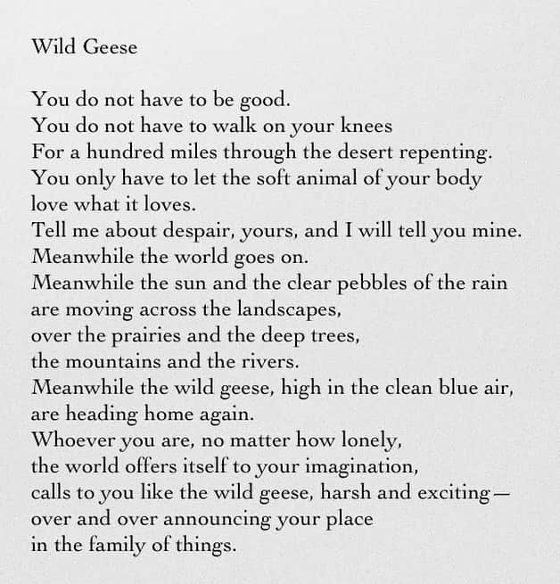 ナオミ・シマダのインスタグラム：「get outside in the world today and notice something beautiful, then tell me about it here   🦋  poem by Mary Oliver」