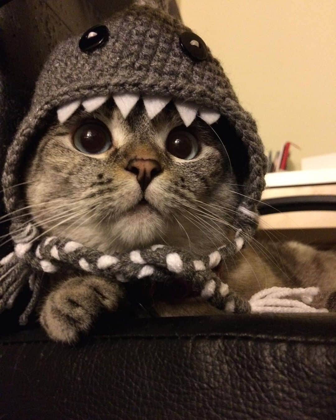 nala_catさんのインスタグラム写真 - (nala_catInstagram)「The sweetest shark? 🦈 😺   #cats #cat #love #nalacat #catsofinstagram #shark」5月26日 2時05分 - nala_cat