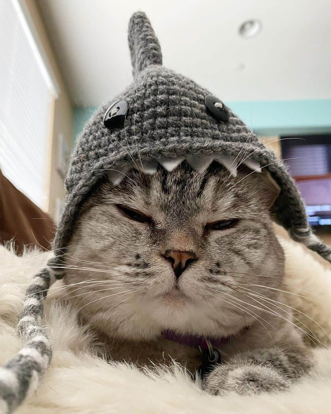 nala_catさんのインスタグラム写真 - (nala_catInstagram)「The sweetest shark? 🦈 😺   #cats #cat #love #nalacat #catsofinstagram #shark」5月26日 2時05分 - nala_cat