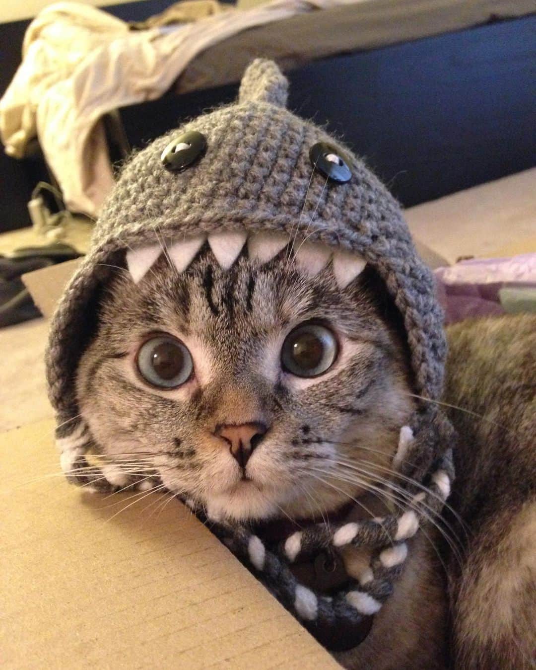nala_catのインスタグラム：「The sweetest shark? 🦈 😺   #cats #cat #love #nalacat #catsofinstagram #shark」