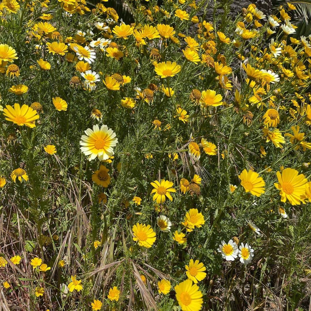 スキン・ダイアモンドさんのインスタグラム写真 - (スキン・ダイアモンドInstagram)「May has been pretty cool so far 🌻  Part 1 because it’s been a lot 🤪」5月26日 2時37分 - rayjoycat