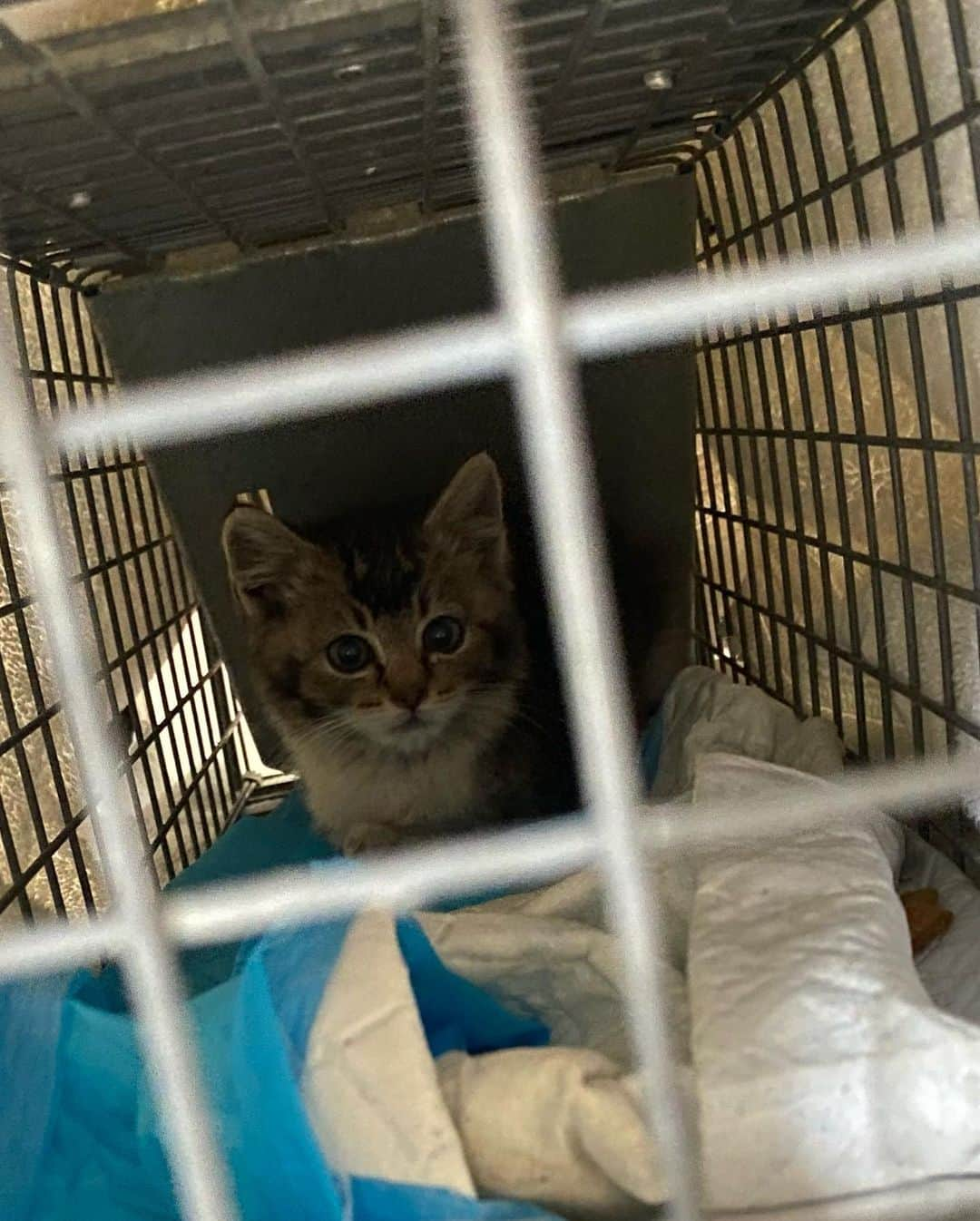 カミール・グラマーさんのインスタグラム写真 - (カミール・グラマーInstagram)「Kitten update. We were successful at getting the kitty, now onto the next phase. She/he will be taken in and cared for. From feral to tame :) Thank you Jessica for your help. @jessandheranimals  We have several inquired about this little one. Thank you all for caring.」5月26日 3時27分 - therealcamille