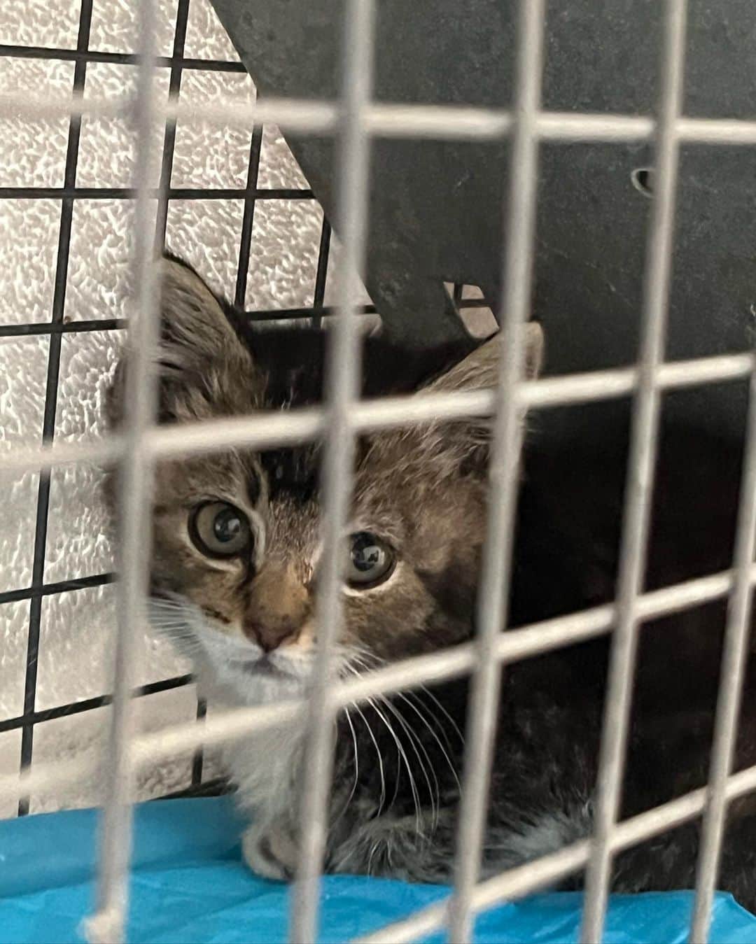 カミール・グラマーのインスタグラム：「Kitten update. We were successful at getting the kitty, now onto the next phase. She/he will be taken in and cared for. From feral to tame :) Thank you Jessica for your help. @jessandheranimals  We have several inquired about this little one. Thank you all for caring.」
