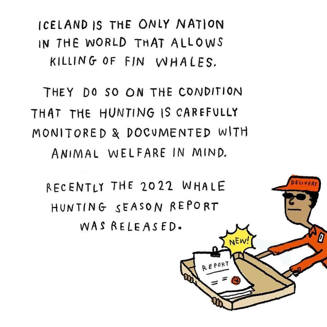 ジェイソン・モモアさんのインスタグラム写真 - (ジェイソン・モモアInstagram)「this ends now. lets help the people of Iceland. we can do this together.  please share and repost   Repost from @last_whaling_station • A visual guide to the rather incomprehensible situation of whaling in Iceland by @ranflygenring   (1 of 3)  This should end today.  Katrín Jakobsdóttir Prime Minister pmo@pmo.is  Svandís Svavarsdóttir Minister of Food, Agriculture and Fisheries in Iceland svandiss@althingi.is  #finwhale #whale #valueofwhales #savethewhales #stopwhaling #biodiversity #whalelover #whales #whalingisecocide」5月26日 4時17分 - prideofgypsies