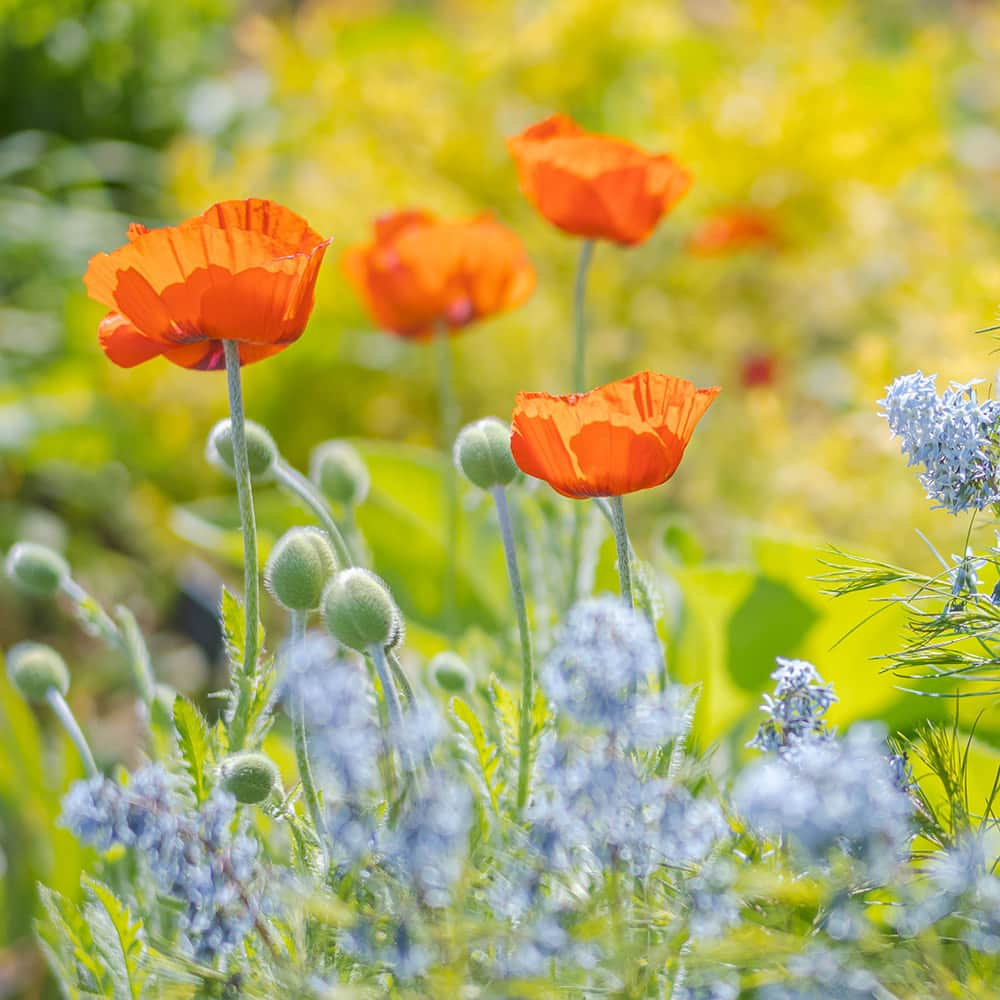 ニューヨーク植物園のインスタグラム：「Your interest may be piqued by peonies, or your joy revved up by roses, but for some of us here at NYBG, the delicate, papery leaves of the poppies make our hearts patter. 🧡✨   If you’re looking for these simple, stunning, vividly colored flowers this time of year, you can’t go wrong with the Perennial Garden!   #Papaver orientale ‘King Kong’ #plantlove」