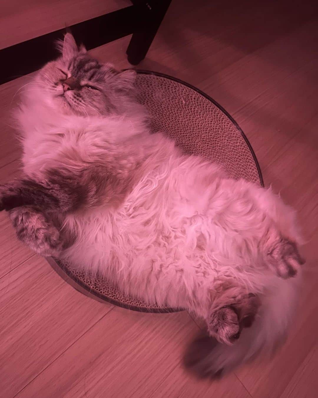 鷲尾伶菜のインスタグラム：「🐱🪽🩷🩷 gm」