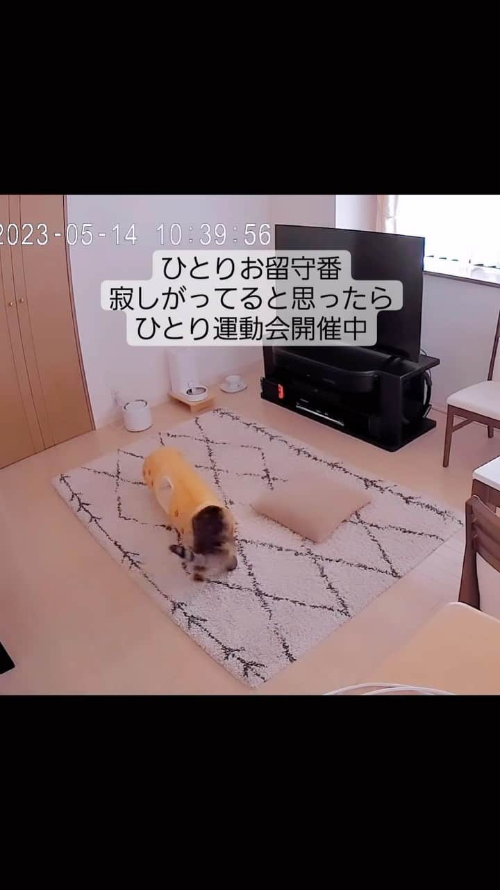 猫壱（ねこいち•ネコイチ）のインスタグラム