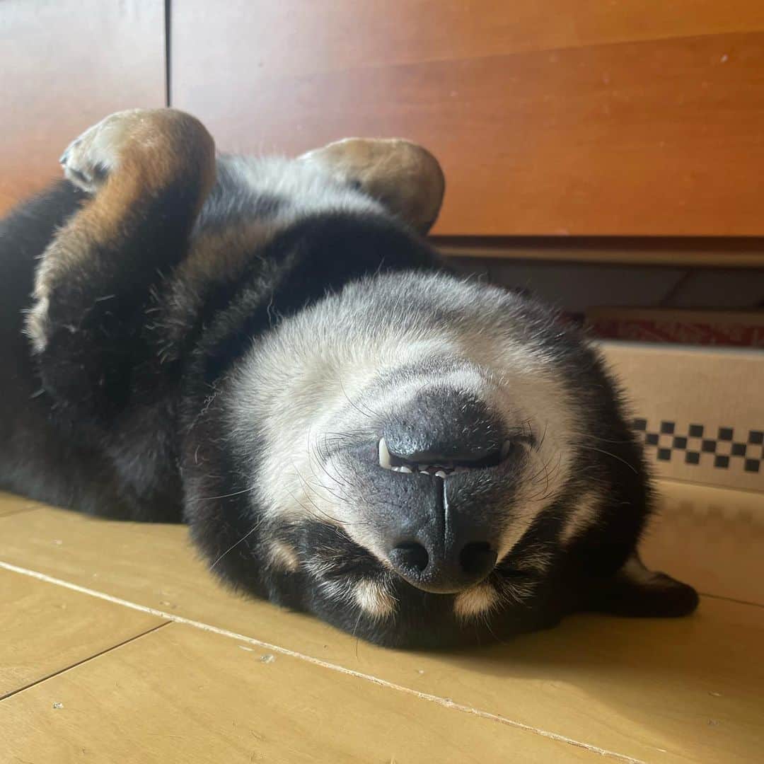吉村民さんのインスタグラム写真 - (吉村民Instagram)「朝起きて、柴犬が落ちてると 癒されます♡  #柴犬 #黒柴 #shiba #shibainu  #柴犬落ちてます  #豆柴のはずだった  #小鉄 くん」5月26日 7時14分 - yoshimuratami