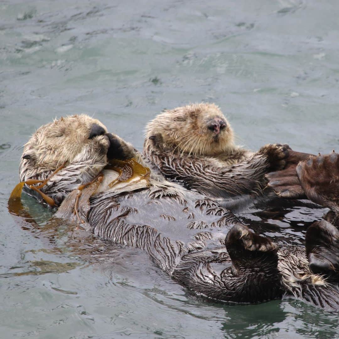 アニマルプラネットさんのインスタグラム写真 - (アニマルプラネットInstagram)「Friends who nap together, stay together 💤🦦  Photo Credit: Ted Fletcher  #Interesting #Animals #Wildlife #Nature #Otters」5月26日 7時37分 - animalplanet