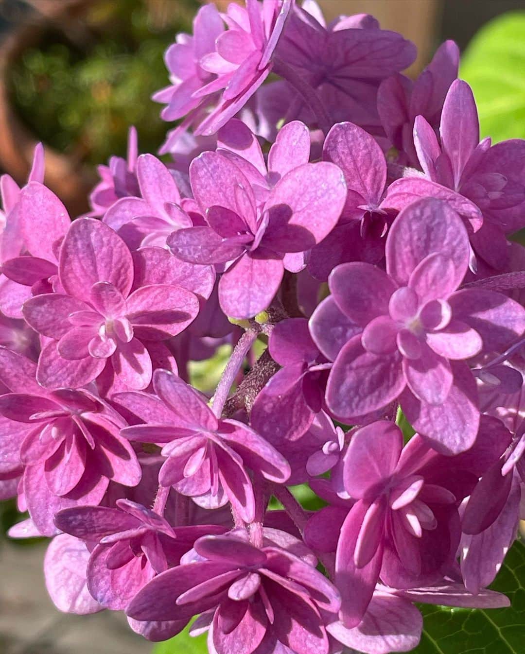 住吉美紀さんのインスタグラム写真 - (住吉美紀Instagram)「#ベランダ植物園 ジャーナル 咲いた咲いた咲いたー！ 小ぶりでかわいい。 緑中心のベランダが一気に華やぐ。 #紫陽花 #美咲小町」5月26日 8時20分 - miki_sumiyoshi