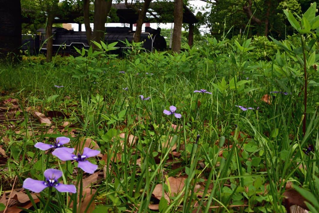 平塚市さんのインスタグラム写真 - (平塚市Instagram)「文化公園に紫色のチリアヤメが咲いています✨ この花は朝咲き始め、昼すぎにはしぼんでしまう一日花です❗️博物館近くの散策路に咲いていますので、午前中にお散歩してみてはいかがでしょうか。 詳しくは平塚市の「博物館日記」をご検索ください💡  #手をつなぎたくなる街 #hiratsukagood #hiratsuka　#平塚 #kanagawaphotoclub #季節の花 #季節の花を楽しむ #チリアヤメ #はなまっぷ #ザ花部 #花の写真館 #花のある暮らし #best_moments_flora　 #mst_flower #今日もお疲れ様でした #週末の過ごし方 #日々　#暮らし #instagramjapan　#igersjp　#japanphoto」5月26日 18時00分 - hiratsukagood