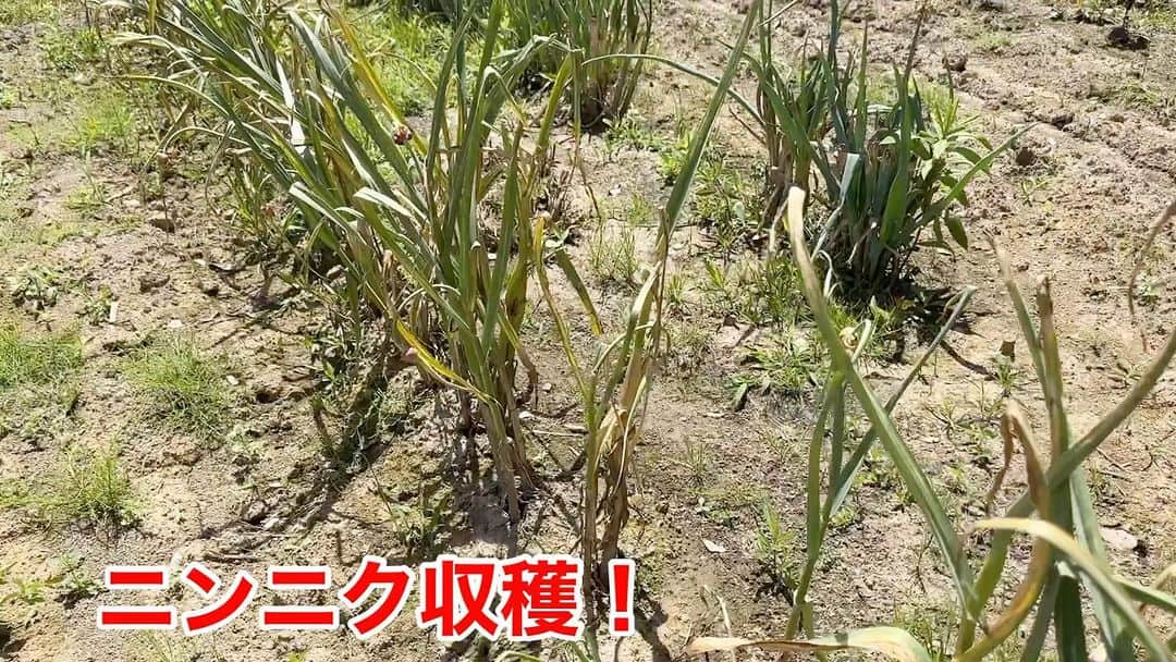 林克治のインスタグラム：「ニンニク収穫！ 南房総市白浜町で去年10月に植えたニンニクを収穫しました！ 初めての割には良い出来ではないでしょうか！ 「南房総ニンニク」ブランド化できませんかね？！ 乾燥させて味わうのが楽しみです！！  #ニンニク #大蒜 #南房総ニンニク #南房総市 #白浜町 #収穫 #農作業楽しい #無農薬 #有機農業 #オーガニック #ガーリック」