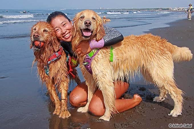 大村 奈央のインスタグラム：「#ベルサニ 暖かくて海さいこー！（飼い主も犬も、雪でも海入るけれど笑）🐶🥰🐶  #goldenretriever #dogs #ゴールデンレトリバー #犬 #鵠沼海岸」