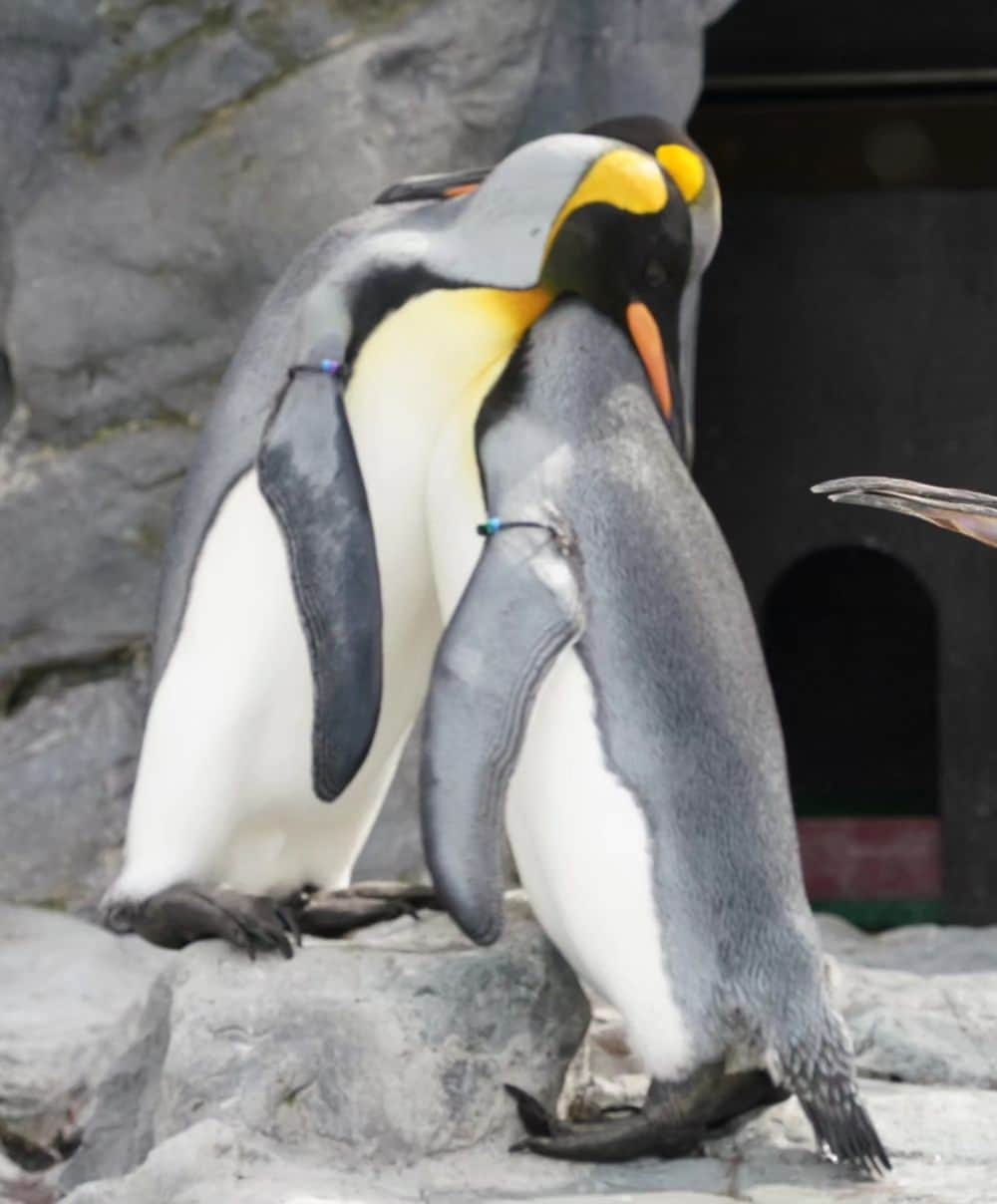 miwaさんのインスタグラム写真 - (miwaInstagram)「旭山動物園に初めて行きました😆💗 空飛ぶペンギンを見れた～🐧✨ 岩飛びペンギンを初めて見て、動きが可愛かった😂 ホッキョクグマをシールズアイというカプセルから見るのを楽しみにしてたんだけど、めちゃ暑かった😂泳いでるところが最高に可愛かった😍❤️ オオカミすごかった🥹✨ マヌルネコのふてぶてしさ😂 キリンのファンサに感動🦒✨  #旭山動物園 #空飛ぶペンギン #写真10枚まで #とりあえず #第一弾」5月26日 18時24分 - miwa_official_38