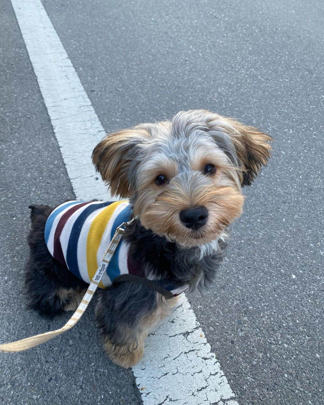 伊東秀和さんのインスタグラム写真 - (伊東秀和Instagram)「. 年明けに撮った写真から💫モシャモシャの時が懐かしい🥰 最近はサマーカットでスッキリ！ 今日で福が我が家に来てから半年が経った。毎日ありがとう。あと少しで生後9ヶ月✨ #家族  #ヨークシャーテリア  #男の子  #生後9ヶ月  #6kg  #元気に成長中  #毎日ありがとう」5月26日 18時42分 - hide9a2019