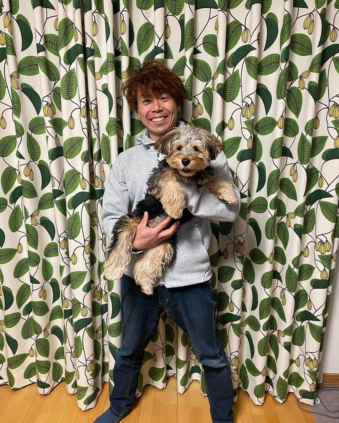 伊東秀和さんのインスタグラム写真 - (伊東秀和Instagram)「. 年明けに撮った写真から💫モシャモシャの時が懐かしい🥰 最近はサマーカットでスッキリ！ 今日で福が我が家に来てから半年が経った。毎日ありがとう。あと少しで生後9ヶ月✨ #家族  #ヨークシャーテリア  #男の子  #生後9ヶ月  #6kg  #元気に成長中  #毎日ありがとう」5月26日 18時42分 - hide9a2019