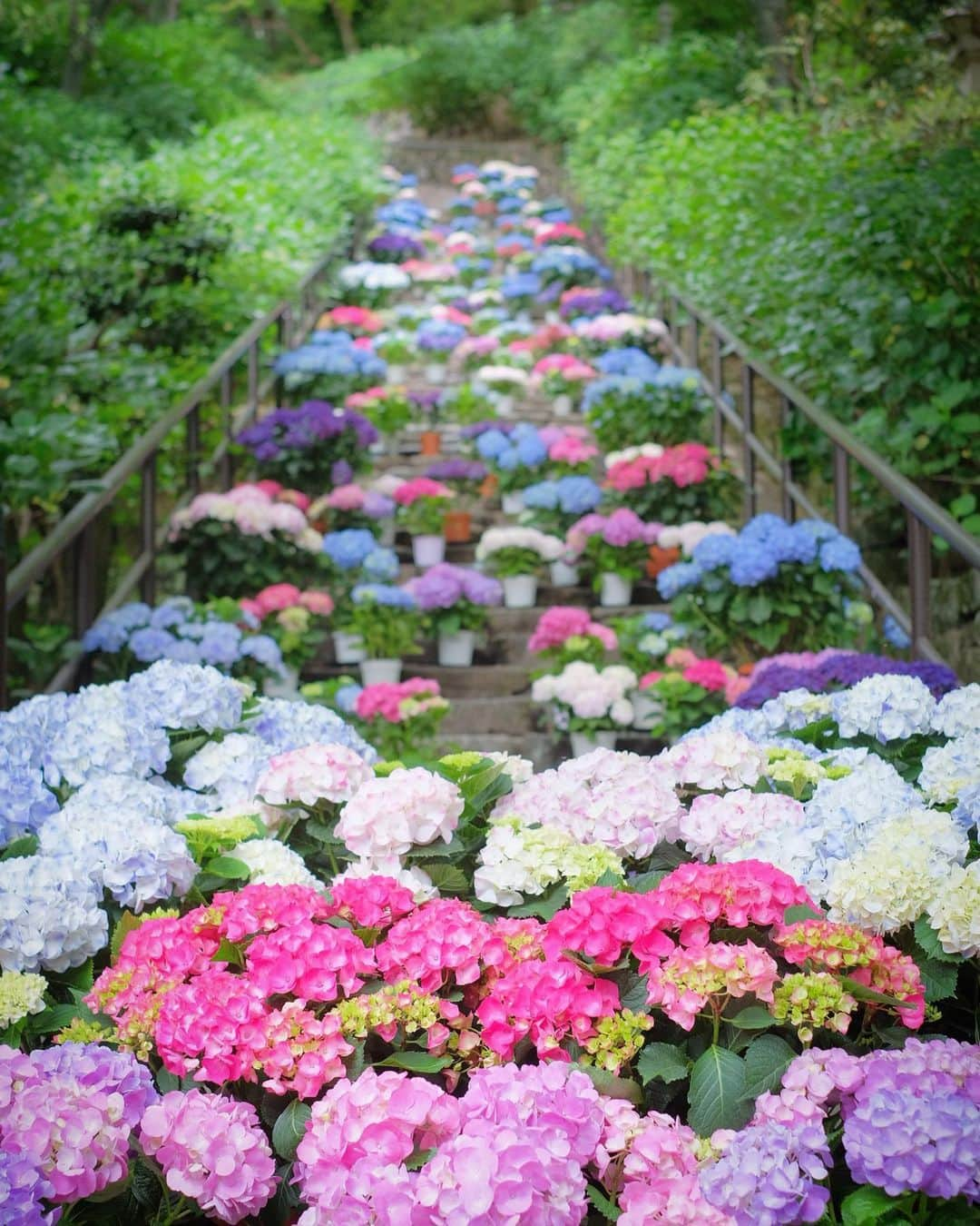 奈良 長谷寺 / nara hasederaのインスタグラム：「明日27日より#嵐の坂 に紫陽花の鉢植えを用意して皆様をお迎えします。コロナ禍の鬱とした気持ちを晴れやかにと思い始めたこの紫陽花のきざはし、今年で3年目となります。また奈良の西国札所寺院、#岡寺 と#壷坂寺 を加えた三ヶ寺を巡る#あぢさゐ回廊 も行いますので、ぜひ綺麗な紫陽花を見に来てください。  We will decorate the #hydrangea planter tomorrow from the 27th to create a beautiful scenery.  #長谷寺 #奈良長谷寺 #総本山長谷寺 #真言宗豊山派 #花の御寺 #奈良 #hasedera #hasederatemple #temple #japan #japanesetraditional #pilgrimage #nara #tourism #sightseeing #japanesetemple #西国三十三所 #霊場 #巡礼 #四寺巡礼 #長谷寺が好き #日本遺産 #観音さんさんサイコク巡礼 #千年巡礼」