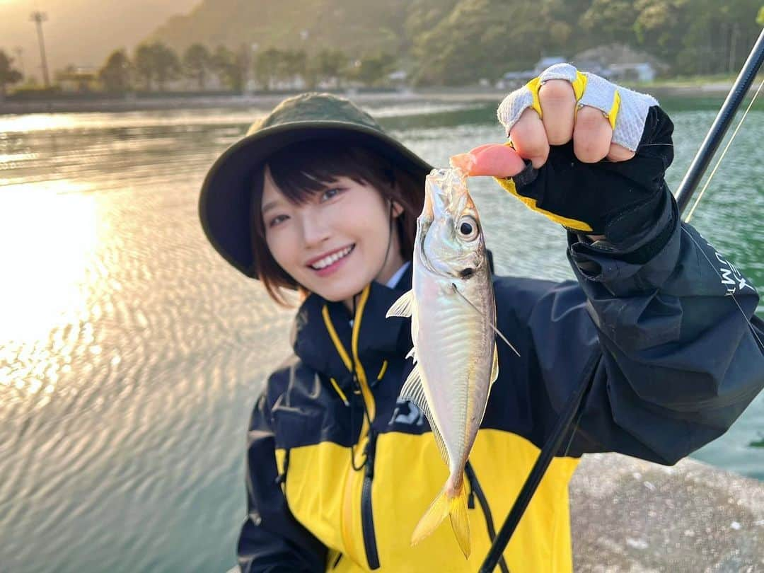 秋丸美帆さんのインスタグラム写真 - (秋丸美帆Instagram)「夕マヅメに高活性✨アジ入れ食い😆  #fishing #fish #outdoor #sunset  #釣り #魚釣り #魚 #アジ」5月26日 19時07分 - mippy34