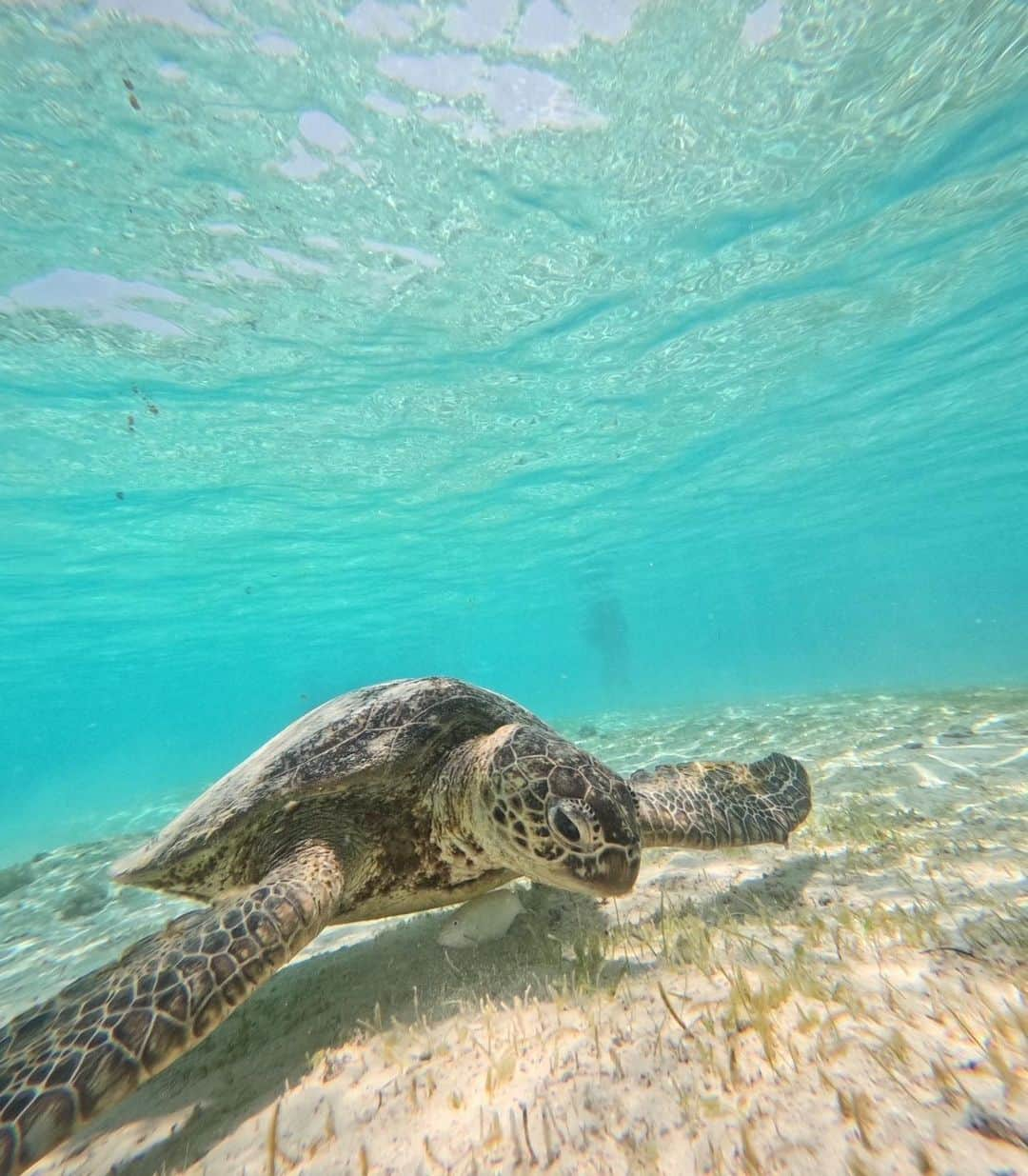 市野莉佳さんのインスタグラム写真 - (市野莉佳Instagram)「. ウミガメさんのシュノーケリング🤿🐢 朝早起き頑張って、会えたよ~ ５匹のウミガメさんと 遭遇できてみんな可愛かった :)♡ 夜は @churashima_miyakojima 🍺 楽しむ為に、みんなでお昼寝したんやよ。笑 ここ最近の中で1番笑って超楽しかった~!! . #宮古島 #沖縄 #旅行 #ウミガメ #シュノーケリング #国内旅行 #miyakojima #okinawa #trip #りかりこ #ファッション #コーデ」5月26日 19時07分 - ichirika_62