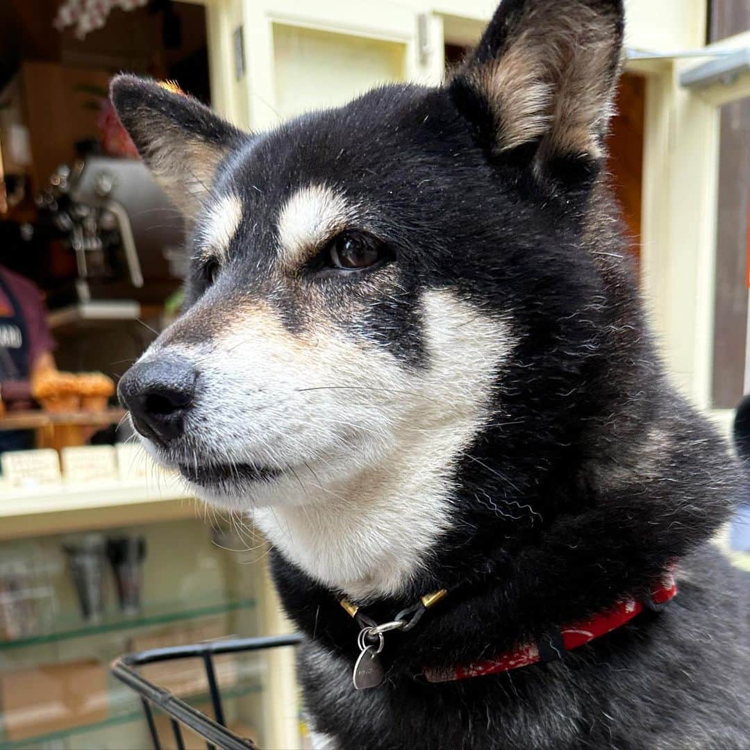 vo_coのインスタグラム：「🐾 散歩帰りに新しくオープンしたばかりのカフェに寄り道したよ せっかく店内ワンコOKでお声かけしてもらったのにカフェで寛げない系の柴犬なのでTOGO一択だったわん！ ＊ #shibastagram #instashiba #shiba #shibainu #黒柴 #柴犬」