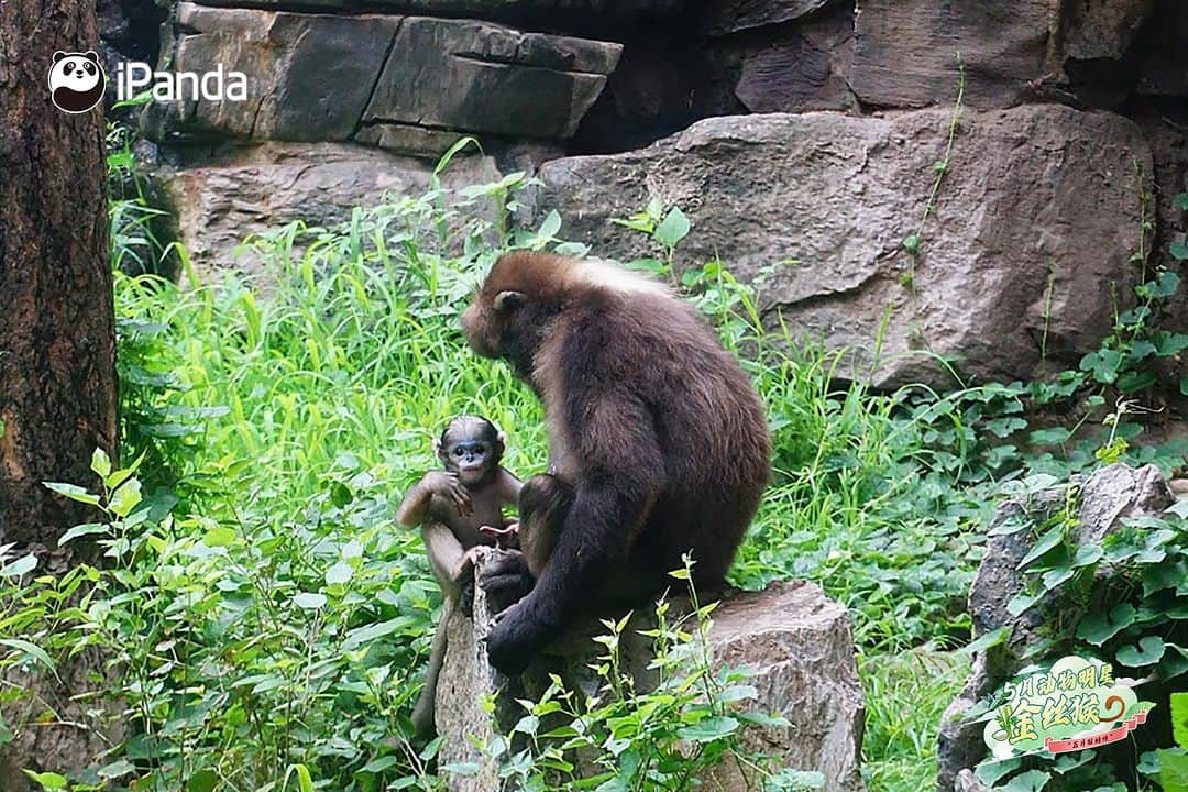 iPandaさんのインスタグラム写真 - (iPandaInstagram)「Are you still struggling to find a helping hand to babysit your kids? The female golden snub-nosed monkeys are willing to take care of other’s babies. Researchers found that the female golden snub-nosed monkeys are happy to mother each other’s offspring. So, next time try to ask female golden snub-nosed monkeys for help, they might offer a hand. 🤱 🐒 🐒 🐒 #Panda #iPanda #Cute #PandaPic #WildlifeParadise #AnimalStarofMay #AnimalStaroftheMonth  For more panda information, please check out: http://en.ipanda.com」5月26日 11時00分 - ipandachannel