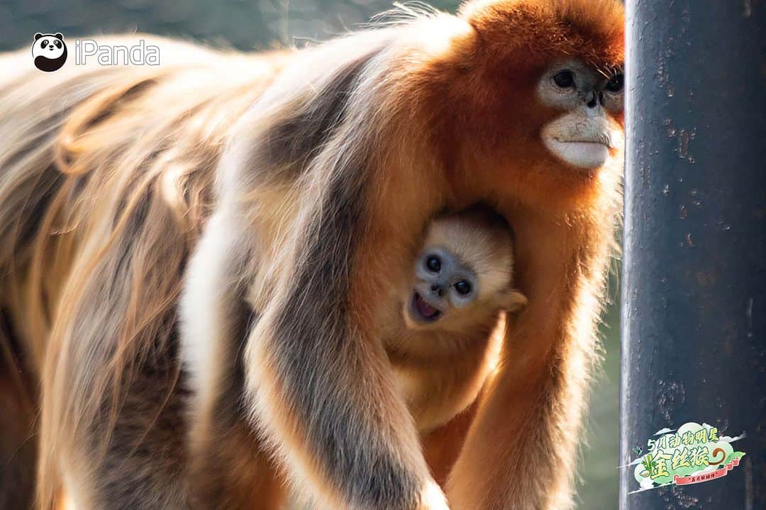 iPandaさんのインスタグラム写真 - (iPandaInstagram)「Are you still struggling to find a helping hand to babysit your kids? The female golden snub-nosed monkeys are willing to take care of other’s babies. Researchers found that the female golden snub-nosed monkeys are happy to mother each other’s offspring. So, next time try to ask female golden snub-nosed monkeys for help, they might offer a hand. 🤱 🐒 🐒 🐒 #Panda #iPanda #Cute #PandaPic #WildlifeParadise #AnimalStarofMay #AnimalStaroftheMonth  For more panda information, please check out: http://en.ipanda.com」5月26日 11時00分 - ipandachannel