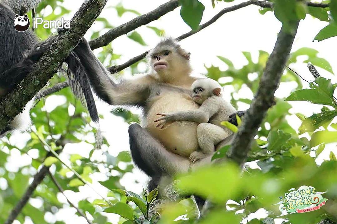 iPandaさんのインスタグラム写真 - (iPandaInstagram)「Are you still struggling to find a helping hand to babysit your kids? The female golden snub-nosed monkeys are willing to take care of other’s babies. Researchers found that the female golden snub-nosed monkeys are happy to mother each other’s offspring. So, next time try to ask female golden snub-nosed monkeys for help, they might offer a hand. 🤱 🐒 🐒 🐒 #Panda #iPanda #Cute #PandaPic #WildlifeParadise #AnimalStarofMay #AnimalStaroftheMonth  For more panda information, please check out: http://en.ipanda.com」5月26日 11時00分 - ipandachannel