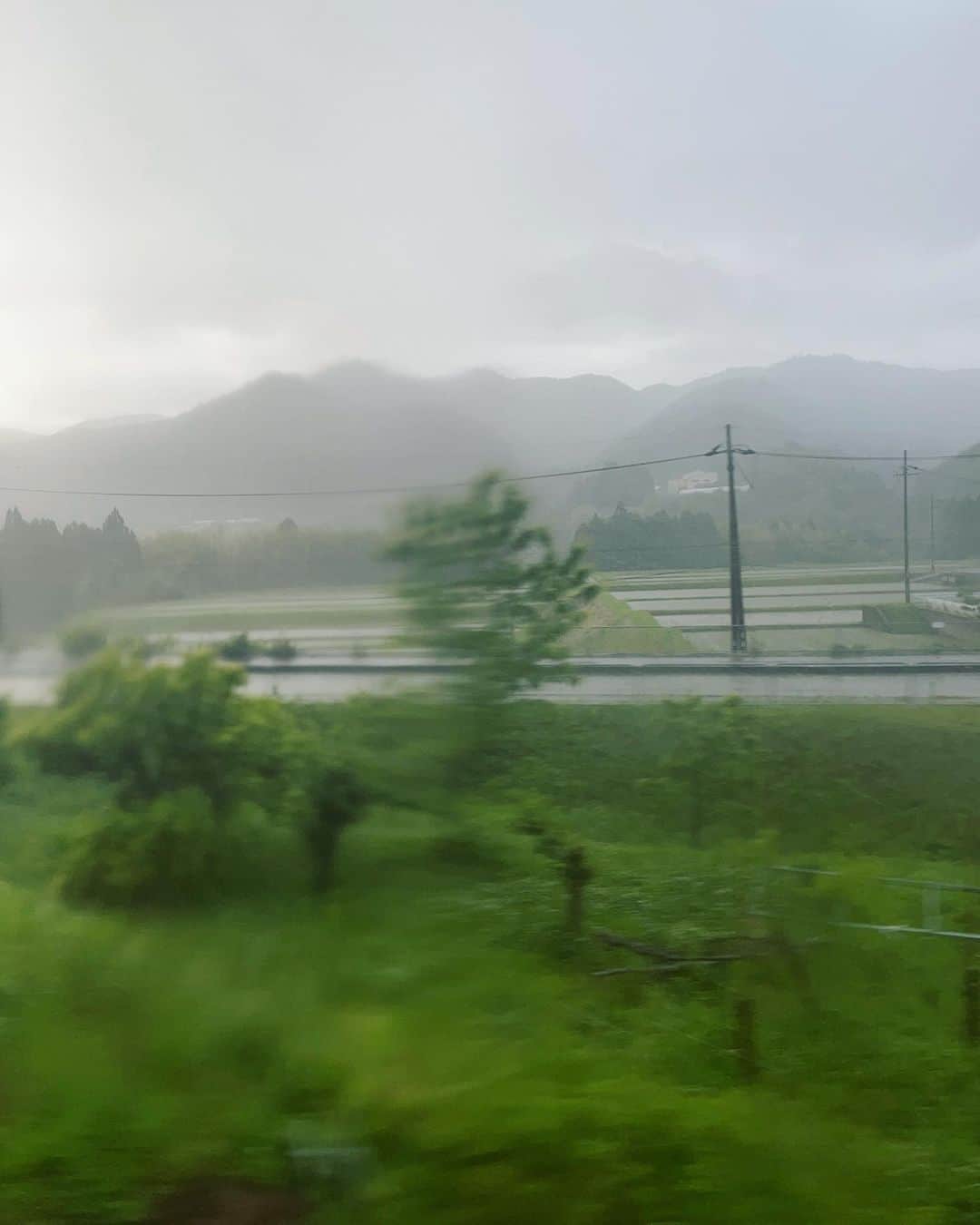 田中彩子さんのインスタグラム写真 - (田中彩子Instagram)「Deep green of rain  雨が滴る新緑美しい」5月26日 11時22分 - ayakotanaka_instaofficial