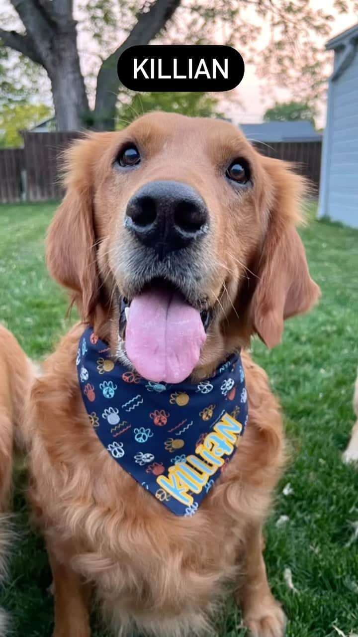 モヒートのインスタグラム：「What a glow up 💜 can you believe it’s almost his official adoption anniversary??? What a far cry from that scared, broken boy that came to us. #rescuedog #goldenretriever #dogsofinstagram #glowup」