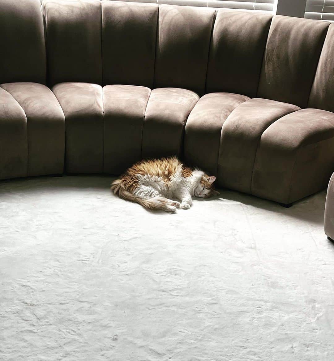 クラウディア・ジョーダンのインスタグラム：「This is the level of unbotheredness I aspire to be at. He literally has zero worries in The world laying on a rug that feels like chinchilla with his freeloading assss! #SoftLife #Sixx」