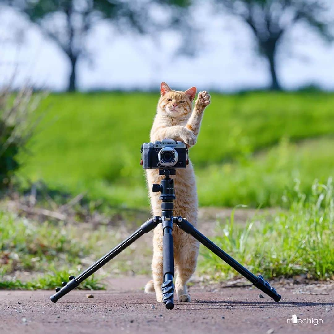 Aww Clubさんのインスタグラム写真 - (Aww ClubInstagram)「Say cheese  @m_echigo   #meowed #cutecat #cat #pawtographer #pro #gingercat #猫 #猫写真 #catphoto」5月26日 12時00分 - meowed