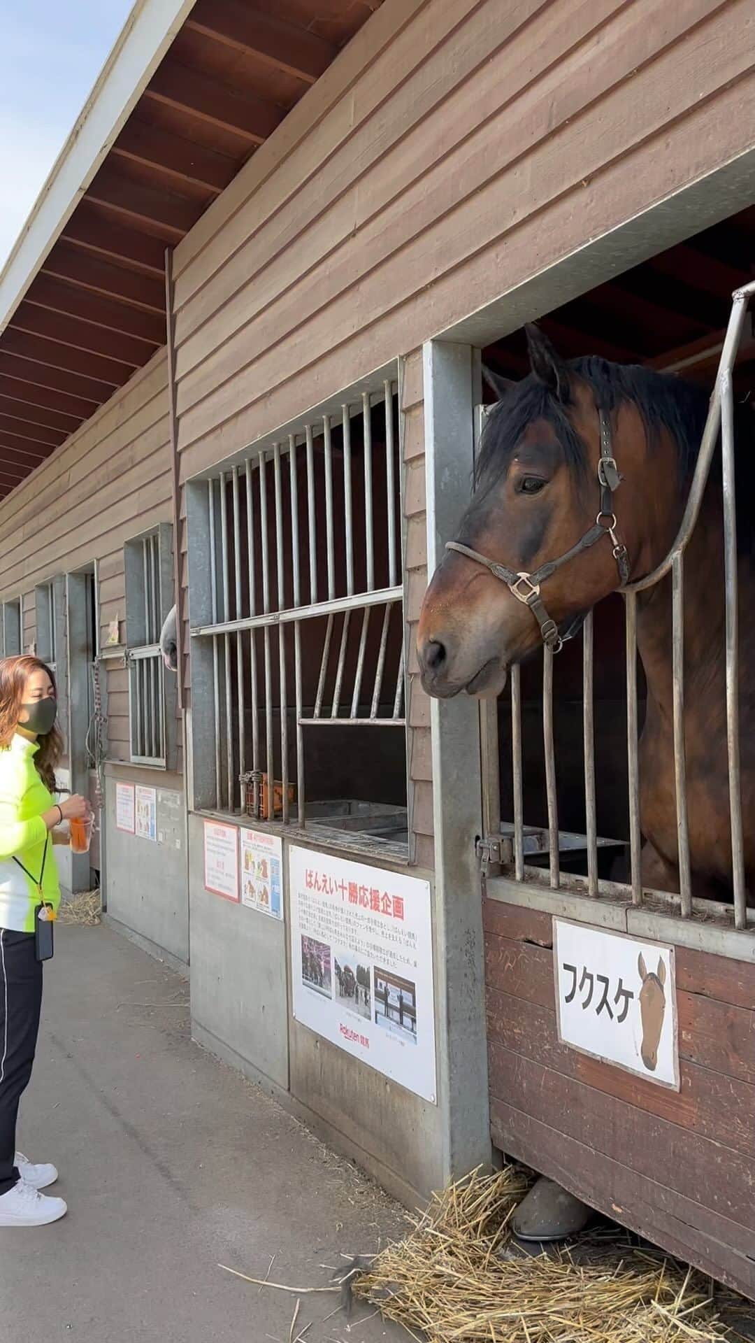 加賀其真美のインスタグラム：「北海道で！念願の！馬ちゃんに！エサやり🐴🥕 触るのokやったけどちょっと怖くて無理やった🤣 にんじんと一緒に手も食べられるかと思ったよ😅 めちゃくちゃ大きくて可愛くて…💗 動物大好き🥰💓」
