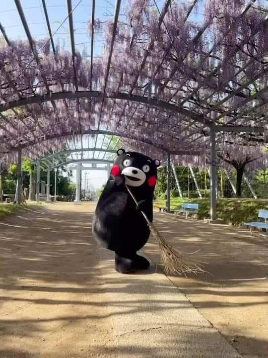 くまモン隊【official】のインスタグラム：「.  今回も 玉名市・山田日吉神社からお届け🏃‍♂🏣  【🧹 お掃除 part1 🧹】  お掃除を頑張るくまモン💪😤 ピカピカになったかな〜？✨  #くまモン #kumamon #熊本  #玉名 #山田日吉神社 #藤の花 #山田の藤 #藤棚 #見頃は4月中旬〜下旬👀✨」