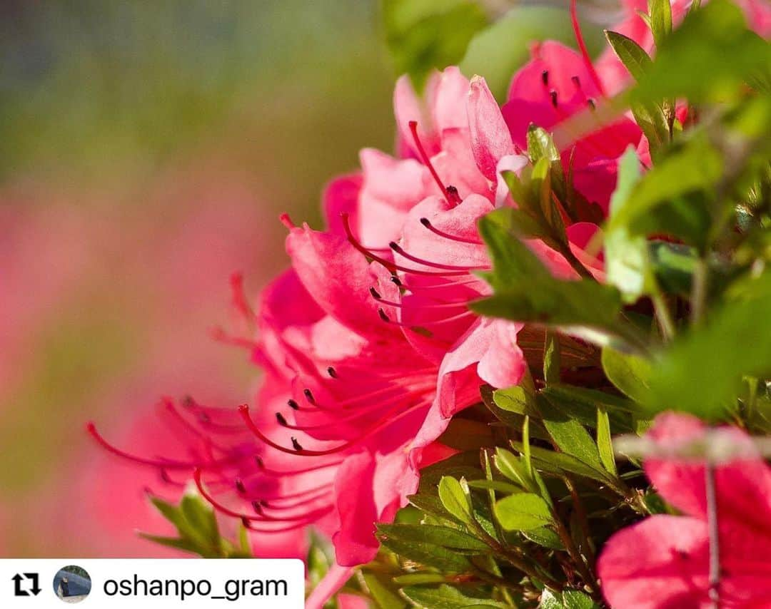 西条市さんのインスタグラム写真 - (西条市Instagram)「鮮やかな色に癒されますね😌  #Repost @oshanpo_gram with @use.repost ・・・ 『おそらくサツキ』 愛媛県西条市の西条市総合福祉センター近くにサツキ（多分）がたくさん咲いていました！  ツツジとサツキとシャクナゲ どれも似ていますよね😅 実はどれも親戚みたいです！全体的にツツジの方が大きいみたいで、葉っぱにツヤがあるのがサツキみたいです！ シャクナゲはオシベがたくさんあるやつらしいです！違いがわかる写真も撮りたいです！  #写真好きな人と繋がりたい #カメラ好きな人と繋がりたい #オールドレンズ #オールドレンズに恋をした #bestjapanpics #eosr10 #love_bestjapan #写真部 #愛媛県 #松山市 #西条市 #松前町 #砥部町 #伊予市 #おしゃんぽ #canon #my_eos_photo  #サツキ #ツツジ #シャクナゲ #花 #花のある暮らし #lovesaijo」5月26日 12時48分 - lovesaijo