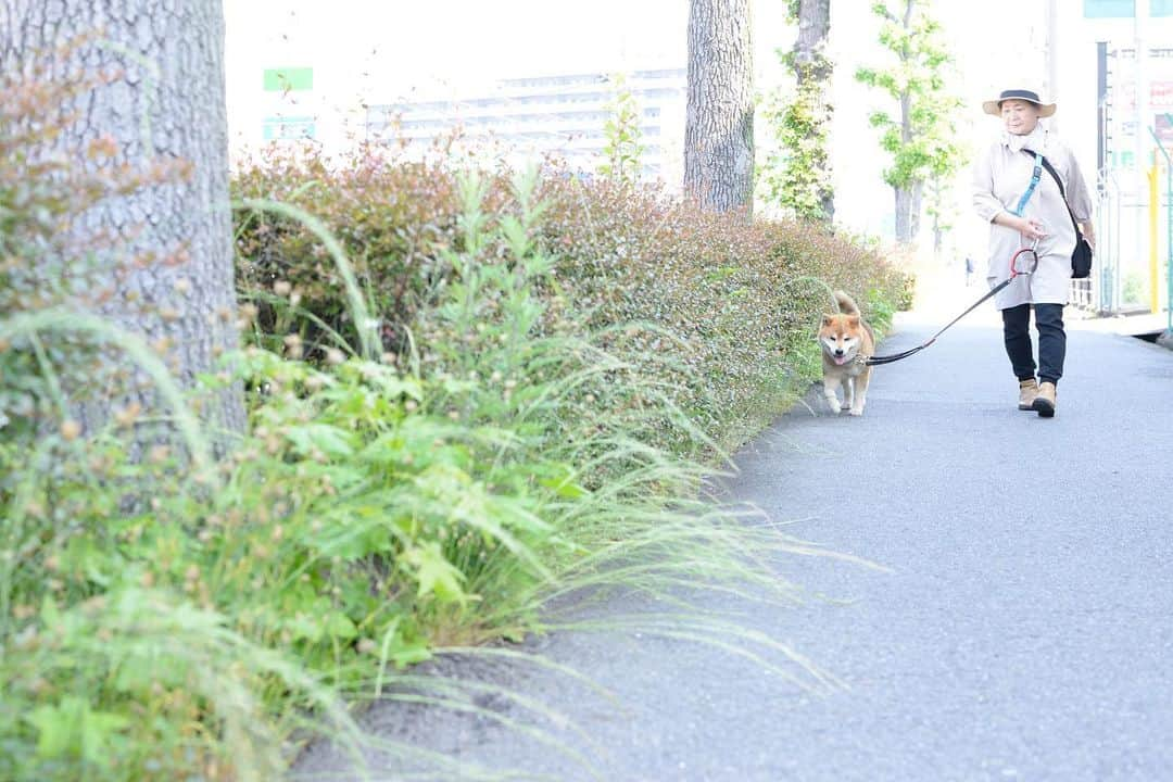 Ryujiさんのインスタグラム写真 - (RyujiInstagram)「Good afternoon.😄 ごきげんよう🍞 #焼き上がってた#耳付きパン#柴犬のいる生活#老犬ライフ#散歩が生き甲斐じゃあ#pancakes#macho#walking#nakedgeneral#goodafternoon#ごきげんよう」5月26日 13時06分 - ryuji513