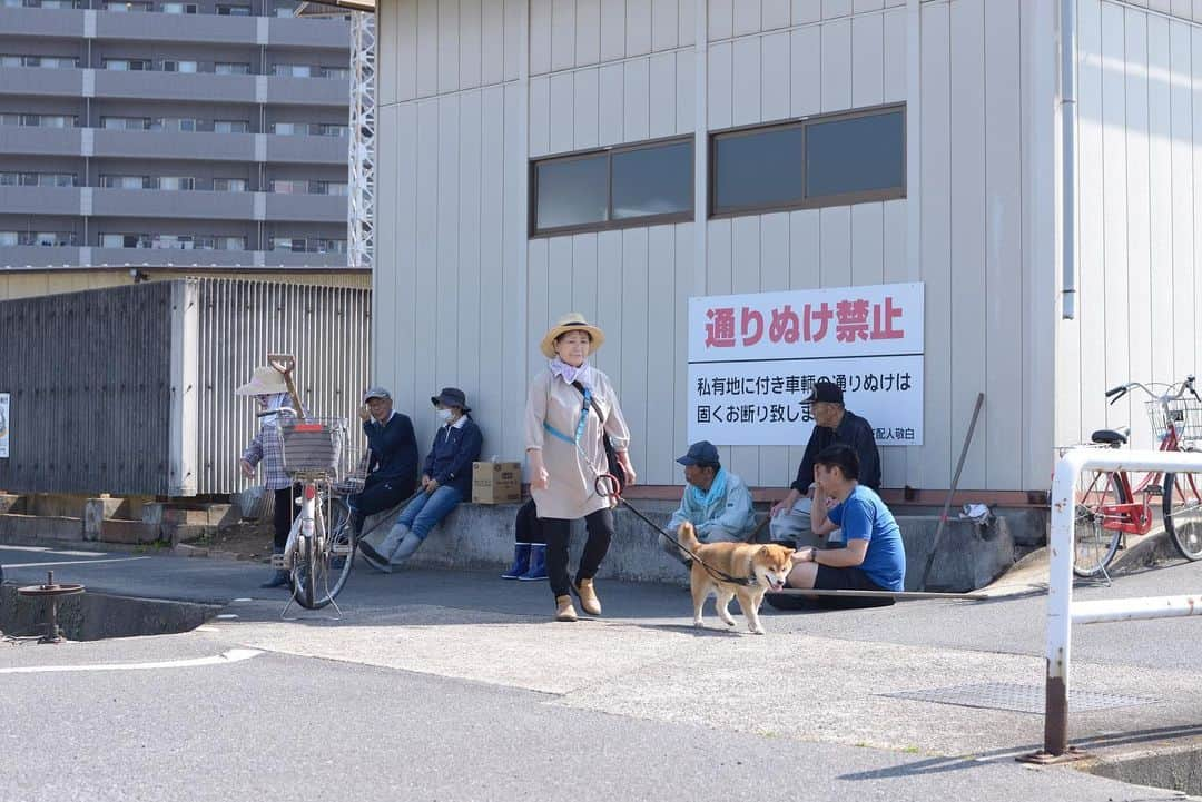 Ryujiさんのインスタグラム写真 - (RyujiInstagram)「Good afternoon.😄 ごきげんよう🍞 #焼き上がってた#耳付きパン#柴犬のいる生活#老犬ライフ#散歩が生き甲斐じゃあ#pancakes#macho#walking#nakedgeneral#goodafternoon#ごきげんよう」5月26日 13時06分 - ryuji513