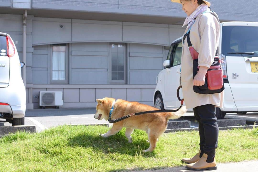 Ryujiのインスタグラム：「Good afternoon.😄 ごきげんよう🍞 #焼き上がってた#耳付きパン#柴犬のいる生活#老犬ライフ#散歩が生き甲斐じゃあ#pancakes#macho#walking#nakedgeneral#goodafternoon#ごきげんよう」