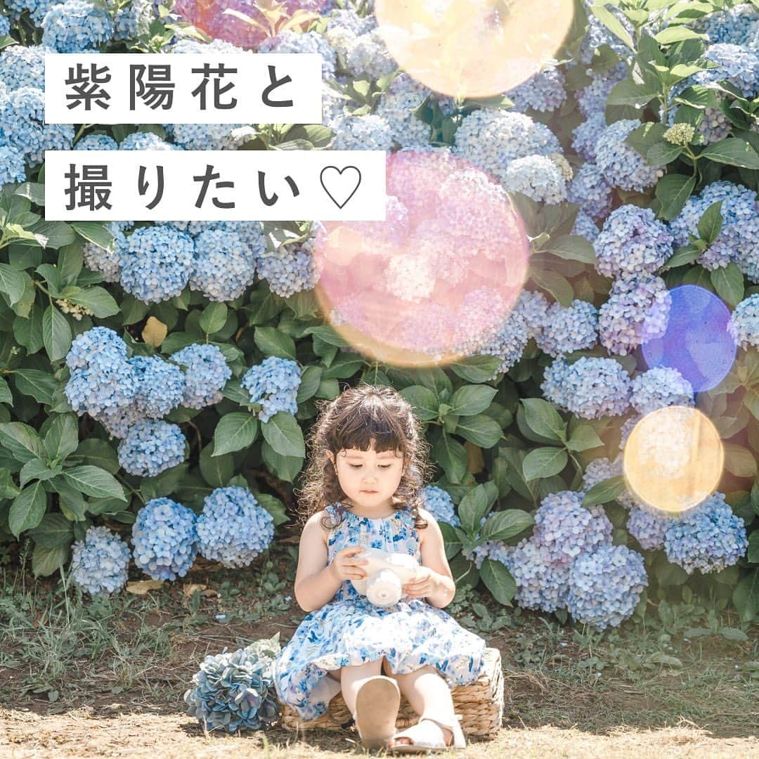 Lovegraph_Kids ラブグラフキッズさんのインスタグラム写真 - (Lovegraph_Kids ラブグラフキッズInstagram)「6月&7月生まれさんの バースデーフォトとしても おすすめの紫陽花撮影🪻🩵 ㅤㅤㅤ 傘を小物にしてみたり、浴衣を着てもかわいくておすすめです♡☺️  ୨୧┈┈┈┈୨୧ ㅤㅤㅤ Lovegraphは出張撮影サービスです📸お誕生日や七五三、日常フォトなどさまざまなシーンをプロのカメラマンが撮影いたします☺️ ㅤㅤㅤ 撮影プランや料金詳細は @lovegraph_kids のプロフィールURLをご確認ください🌼 ㅤㅤㅤ ୨୧┈┈┈┈୨୧ ㅤㅤㅤ #ラブグラフ #Lovegraph #幸せな瞬間をもっと世界に #出張カメラマン  #子どものいる暮らし #ロケーションフォト #公園遊び #バースデーフォト #紫陽花 #紫陽花の季節」5月30日 21時30分 - lovegraph_kids